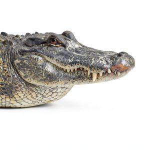 Alligator Crocodile Picture Book My Incredible World 24‑Page Print-0