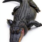 Alligator and Crocodile Book Amazing Animal Kingdom Vol 14 Kindle-0