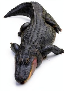 Alligator and Crocodile Book Amazing Animal Kingdom Vol 14 Kindle-0