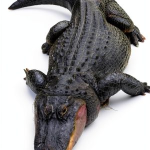 Alligator and Crocodile Book Amazing Animal Kingdom Vol 14 Kindle-0